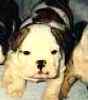 English Bulldog puppies for sale