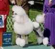 Standard Poodle puppies