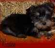 Yorkipoo puppies for sale