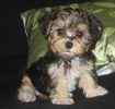 Yorkiepoo puppies for sale