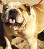 English Bulldog puppies for sale