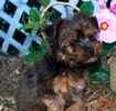 Yorkiepoo puppies for sale