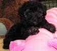 Yorkiepoo puppies for sale