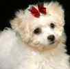 Bichon Frise puppies for sale