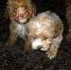 Yorkiepoo puppies for sale
