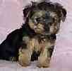 yorkiepoo puppies for sale