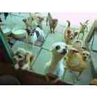 Chihuahua puppies