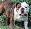 English Bulldog puppies for sale