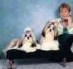 Shih Tzu puppies for sale