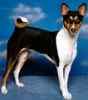 Basenji puppies for sale