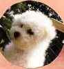 Maltese puppies