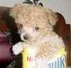 Standard Poodle puppies