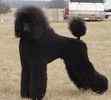 Standard Poodle puppies