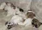 Shih Tzu puppies for sale