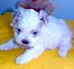 Maltese puppies for sale 