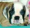 English Bulldog pupipes for sale