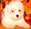 Maltese puppies for sale 