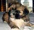 Shih Tzu puppies for sale