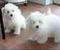 Maltese puppies for sale 