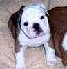 English Bulldog puppies for sale