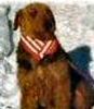 Airedale Stud services and puppies for sale