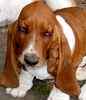 Basset Hound puppies for sale