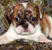 English Bulldog puppies for sale