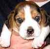Beagle puppies for sale