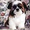 Shih Tzu puppies for sale