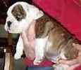 English Bulldog puppies for sale