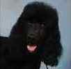 Standard Poodle puppies