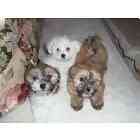 Maltese puppies