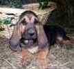 Bloodhound puppies for sale