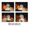Shih Tzu puppies for sale