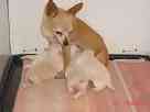 Chihuahua puppies