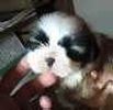 Shih-Tzu puppies for sale