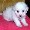 Bichon Frise puppies for sale