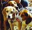 Beagle puppies for sale