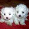 Maltese puppies for sale 