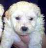 Bichpoo puppies for sale