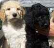Standard Poodle puppies