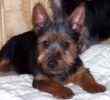 Australian Terrier puppies for sale