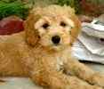 Australian Labradoodle puppies for sale