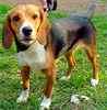 Beagle puppies for sale