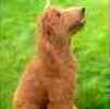 Standard Poodle puppies