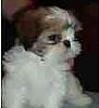 Shih Tzu puppies for sale