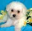 Bichon Frise puppies for sale