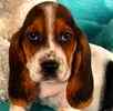 Basset Hound puppies for sale