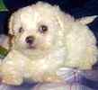 Bichon Frise puppies for sale