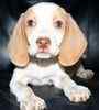 Beagle puppies for sale